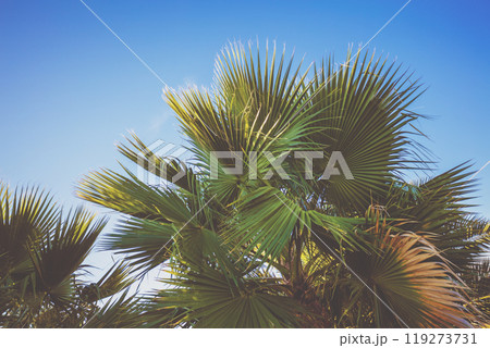 Tropic palm trees against the blue sky. Tropical landscape. Beautiful tropic nature 119273731