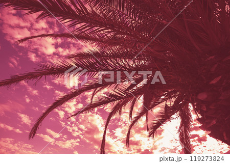 Silhouette of tall palm trees. Tropical evening landscape. Magenta color. Beautiful tropic nature 119273824