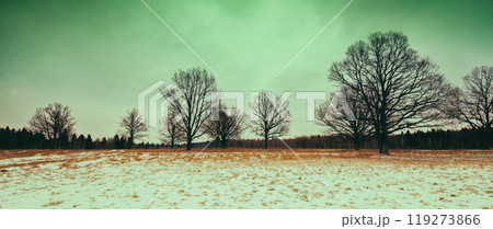 Winter rural snowy landscape. Trees on the snowy field. Horizontal banner 119273866