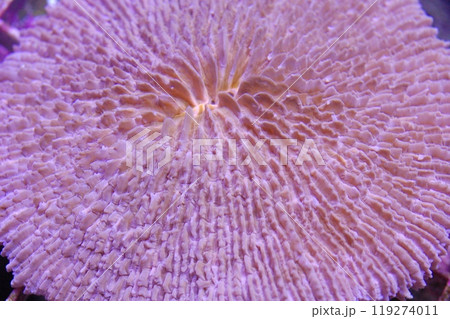 Pink Plate Coral, Fungia spp 119274011