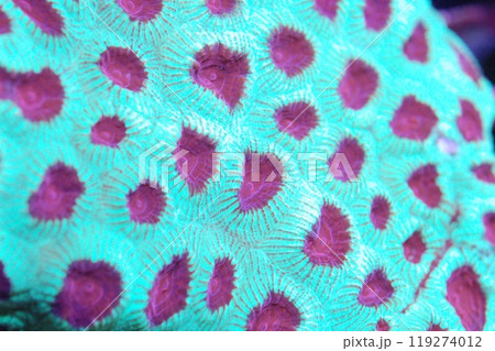 Red Eye Turquoise Favia - Favia spp Red Eye Turquoise Favia - Favia spp 119274012