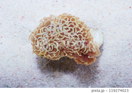 Rare Golden Wall Hammer Coral, Euphyllia ancora 119274023