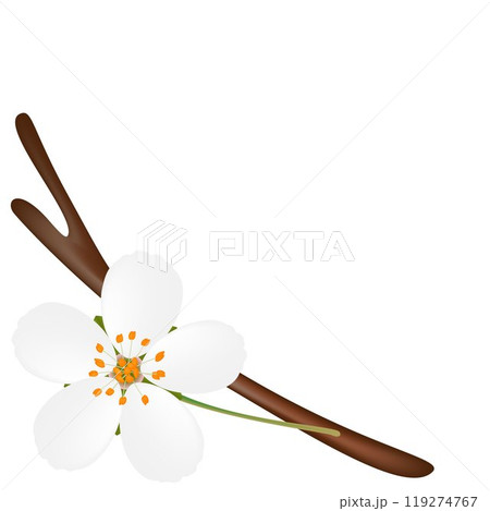 Corner with flower on a branch on white background. Corner with flower on a branch on white background. 119274767
