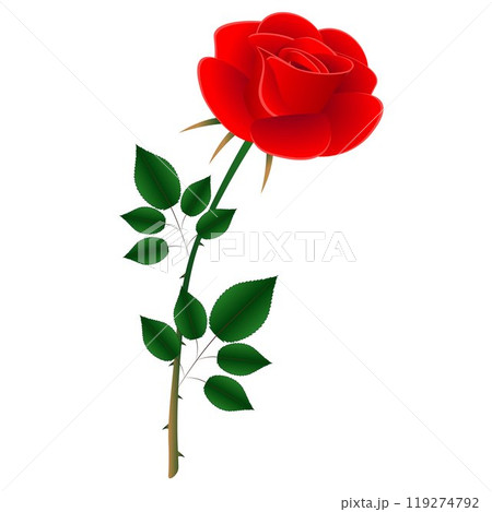 Red rose on white background. 119274792