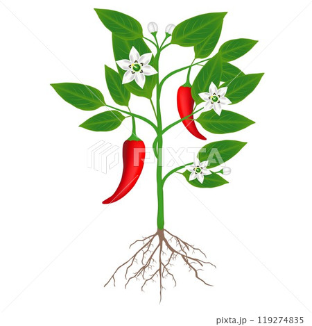 A plant of chili peppers on a white background. A plant of chili peppers on a white background. 119274835