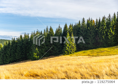Golden grass blankets the meadow in Jizerka, surrounded by dense conifer forests in the Jizera Mountains during a crisp autumn day with clear skies. Golden grass blankets the meadow in Jizerka, surrounded by dense conifer forests in the Jizera Mountains during a crisp autumn day with clear skies. 119275064
