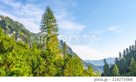 Towering trees frame a breathtaking view of the Julian Alps in Slovenia, showcasing lush greenery and distant mountain ranges under a clear blue sky. 119275066