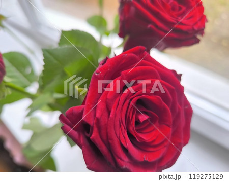 beautiful red rose bud. 119275129