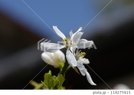 渉成園　南門垣根のカラタチ　京都市下京区 119275915