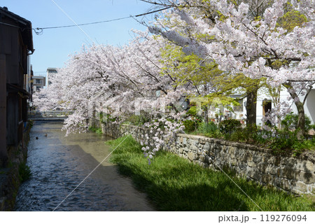 春の祇園白川　京都市東山区 119276094