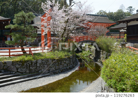 下鴨神社 御手洗川 京都市左京区 下鴨神社 御手洗川 京都市左京区 119276263