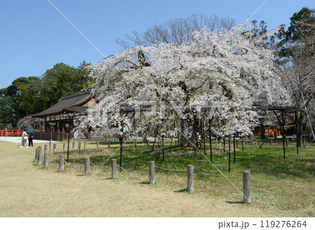 春の上賀茂神社　斎王桜　京都市北区 119276264