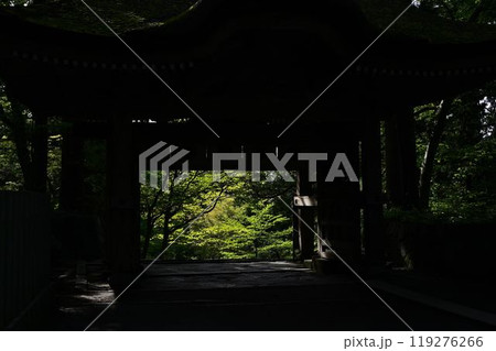 新緑の大神山神社 新緑の大神山神社 119276266