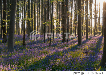 Sunrise illuminating bluebells Sunrise illuminating bluebells 119276371