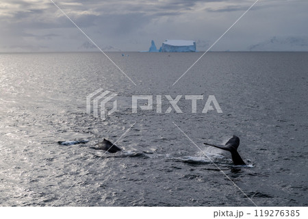 Antarctic landscape with diving humpback whales Antarctic landscape with diving humpback whales 119276385