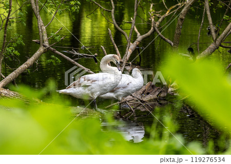 Beautiful white swans preen their feathers, drink water from the lake, swim around the lake. Beautiful white swans swim on water, lake, river. Beautiful white swans stand on a fallen tree. Beautiful white swans preen their feathers, drink water from the lake, swim around the lake. Beautiful white swans swim on water, lake, river. Beautiful white swans stand on a fallen tree. 119276534