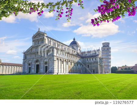 Pink flowers in Pisa 119276577