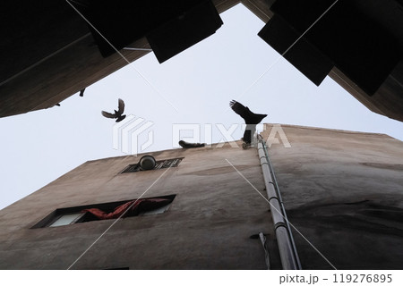 Birds fly over the opening between the houses. Silhouettes of pigeons in the sky above a narrow street in the city center of Lahore, Pakistan. Urban view with flying birds in old city. Birds fly over the opening between the houses. Silhouettes of pigeons in the sky above a narrow street in the city center of Lahore, Pakistan. Urban view with flying birds in old city. 119276895