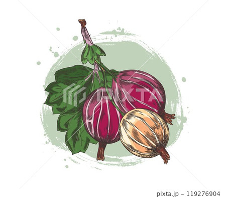 Vector illustration of red gooseberry with leaves on a green round background. 119276904