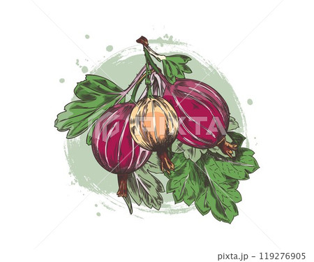 Vector illustration with a sprig of gooseberry berries with leaves hand-drawn on a white background 119276905