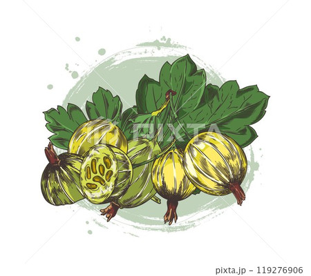 Bunch of gooseberries with leaves hand drawn vector illustration, farm natural ripe berries color sketch organic food 119276906