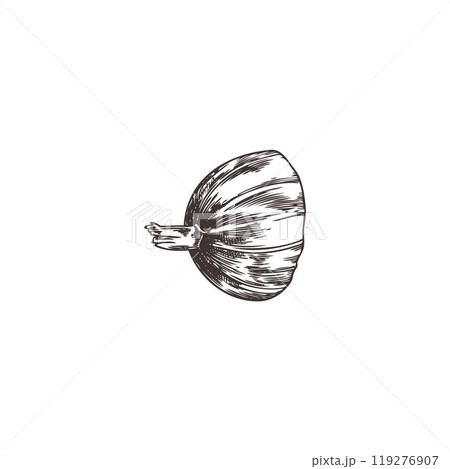 Cut in half gooseberry engraved hand drawn vector illustration, farm natural ripe berry sketch, organic plant food 119276907