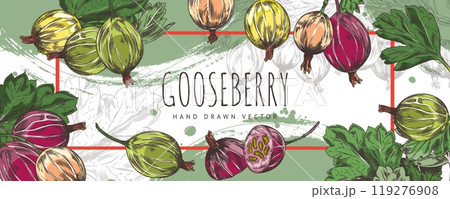 Bunch of gooseberries with leaves hand drawn vector label design, farm natural ripe berries color sketch organic food 119276908