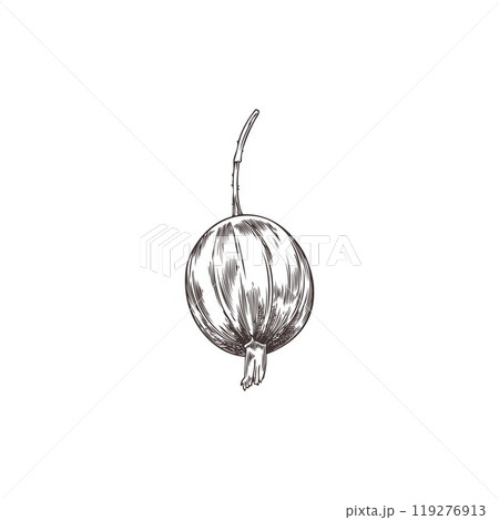 Vector illustration with black and white sketch of gooseberry fruit on isolated background. 119276913