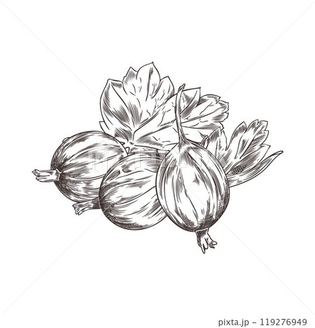 Hand-drawn vector illustration of fresh gooseberry berries and leaves on a white background Hand-drawn vector illustration of fresh gooseberry berries and leaves on a white background 119276949