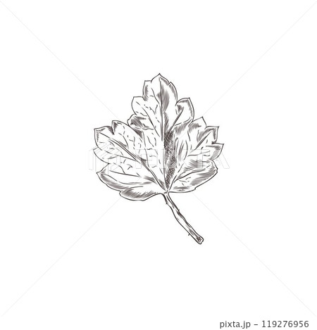 Black-and-white vector sketch of a sheet made by hand with engraving on a white background. Black-and-white vector sketch of a sheet made by hand with engraving on a white background. 119276956