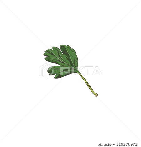 Garden gooseberry leaf. Garden gooseberry leaf. 119276972
