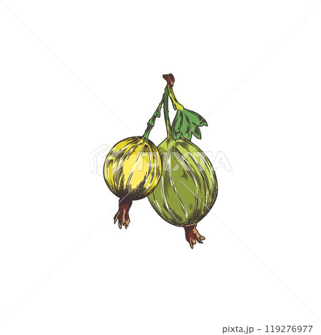 A hand-drawn vector illustration of a gooseberry on a small twig on a white background A hand-drawn vector illustration of a gooseberry on a small twig on a white background 119276977