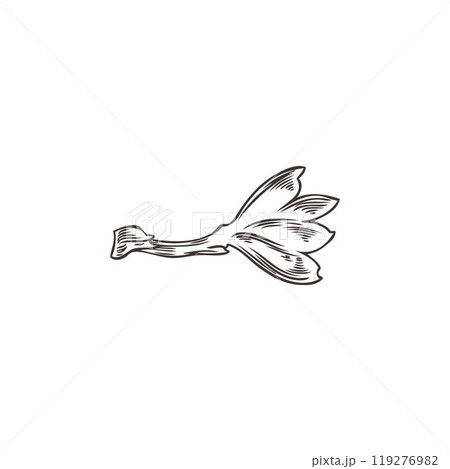 Leaf of gooseberry plant engraved hand drawn vector icon, natural fragrant herbal tea, foliage floral black sketch Leaf of gooseberry plant engraved hand drawn vector icon, natural fragrant herbal tea, foliage floral black sketch 119276982
