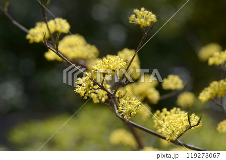 サンシュウ サンシュウ 119278067