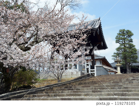 春の金戒光明寺　鐘楼　京都市左京区黒谷 119278105