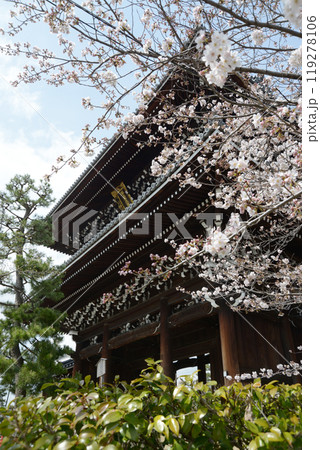 春の金戒光明寺 山門 京都市左京区黒谷 春の金戒光明寺 山門 京都市左京区黒谷 119278106