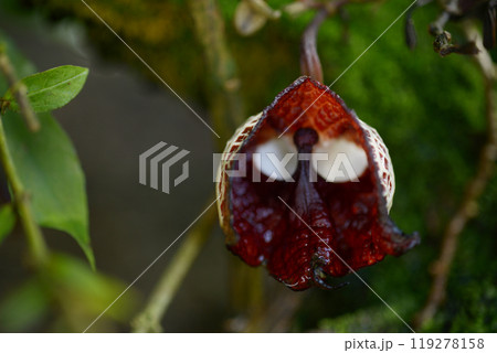 アリストロキア・サルバドレンシス アリストロキア・サルバドレンシス 119278158