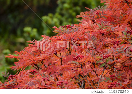 ナナカマド ナナカマド 119278240