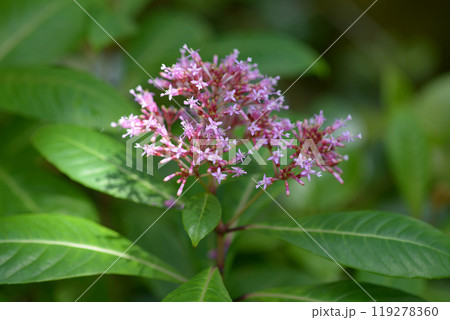 フクシア・パニクラタ 119278360