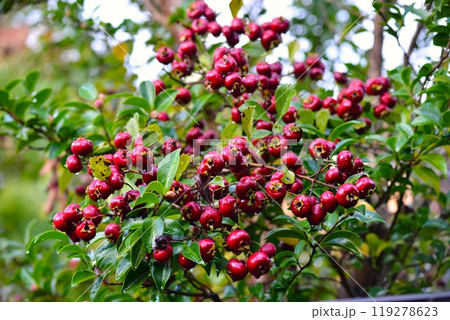 サンザシ(山査子) サンザシ(山査子) 119278623