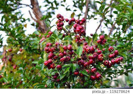 サンザシ(山査子) サンザシ(山査子) 119278624