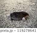 地上のもぐら 119278641
