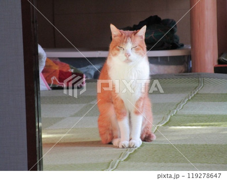 お地蔵猫 119278647