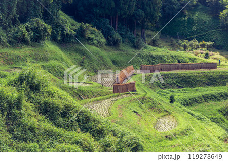 小さな水田のはぜ掛け【長野市戸隠】 119278649