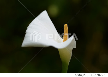 ザンテデスキア 119278726