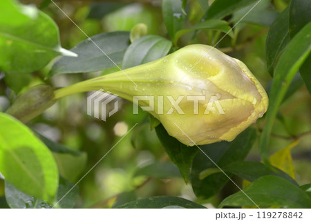 ソランドラ・グランディフローラの蕾 119278842