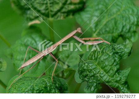 緑の葉の上で獲物を待つ褐色のコカマキリ 119279277