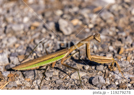 砂地を油断なく歩く褐色のオオカマキリ 119279278