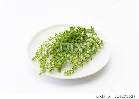 お皿に載ったしその実 119279627