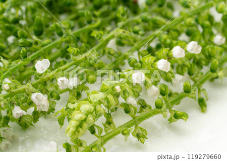 穂じそのクローズアップ 穂じそのクローズアップ 119279660